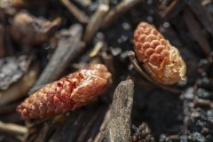 Tiny Pine Cones