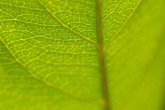 Leaf