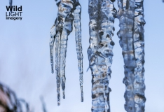 Melting Icicles