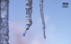Melting Icicles